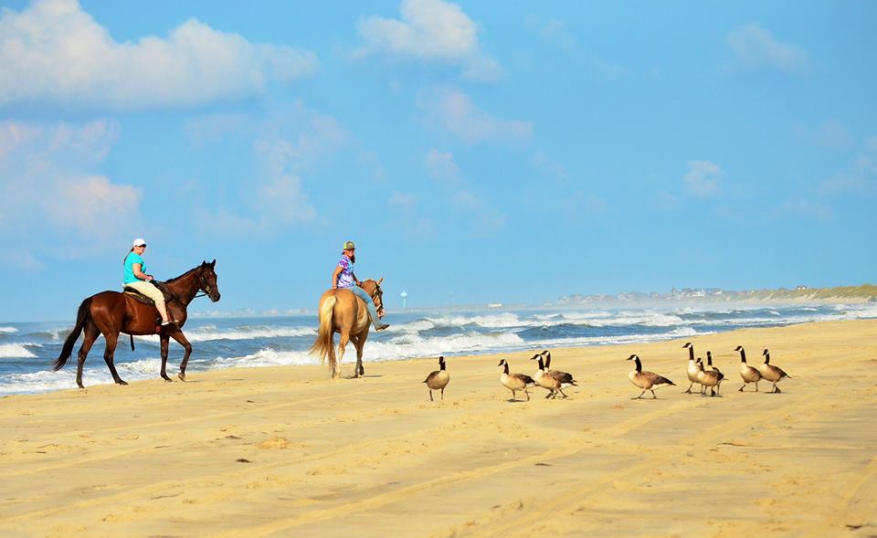 hatteras-beach-horseback-riding