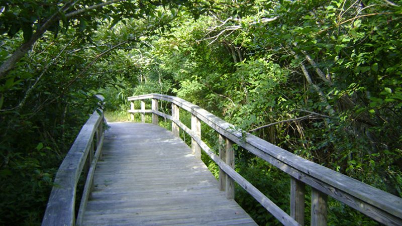 buxton-woods-trail-hatteras-outer-banks