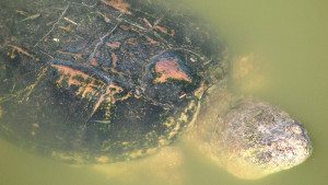 turtle-pea-island-national-wildlife-refuge